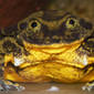 Can We Stop a Mass Extinction?
