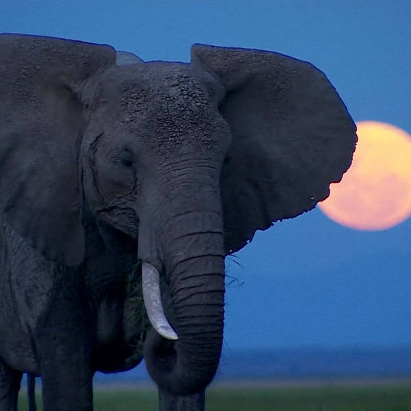 The Inquiry Junior - What’s Killing Africa’s Elephants?