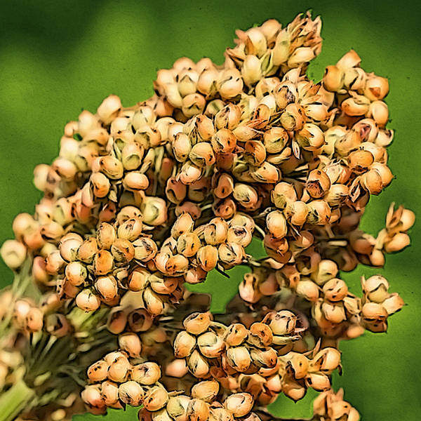 Tomorrow’s food crops