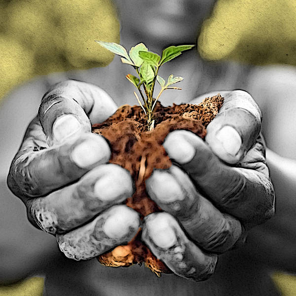 In search of a food champion