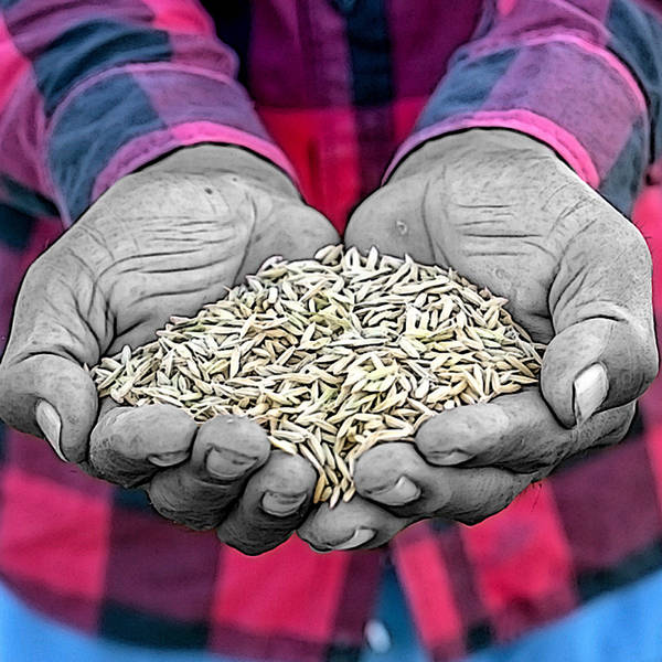Who owns seeds?