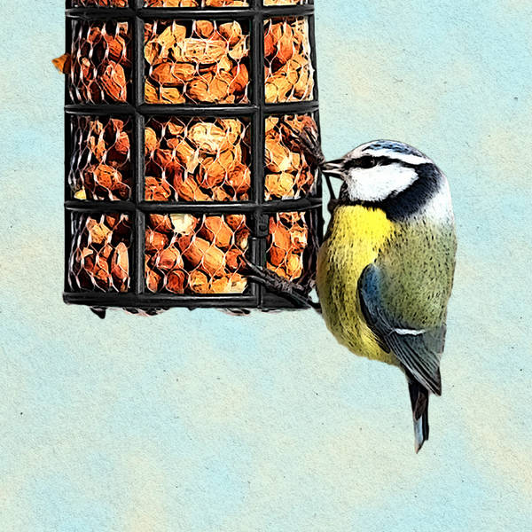 The joy of feeding birds