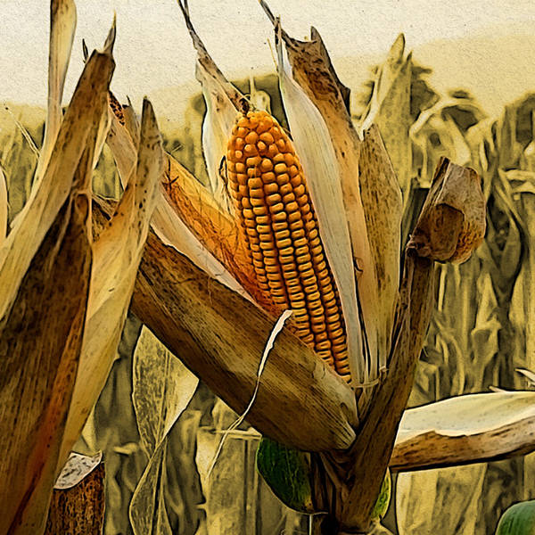 The growth of GM food