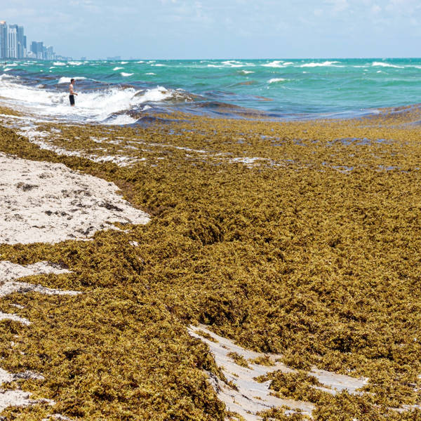 What’s going on with sargassum seaweed?