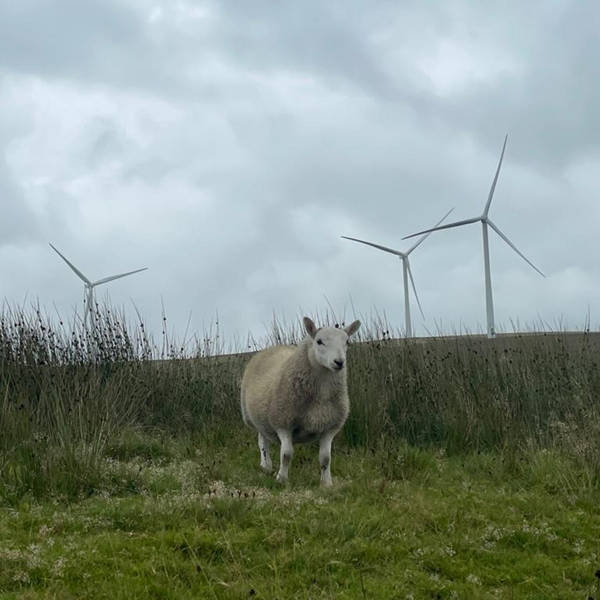 Bottles or balsa: What should wind turbine blades be made from?