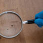 The business of bed bugs