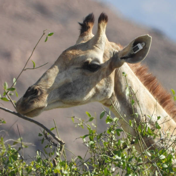 Tracking giraffes