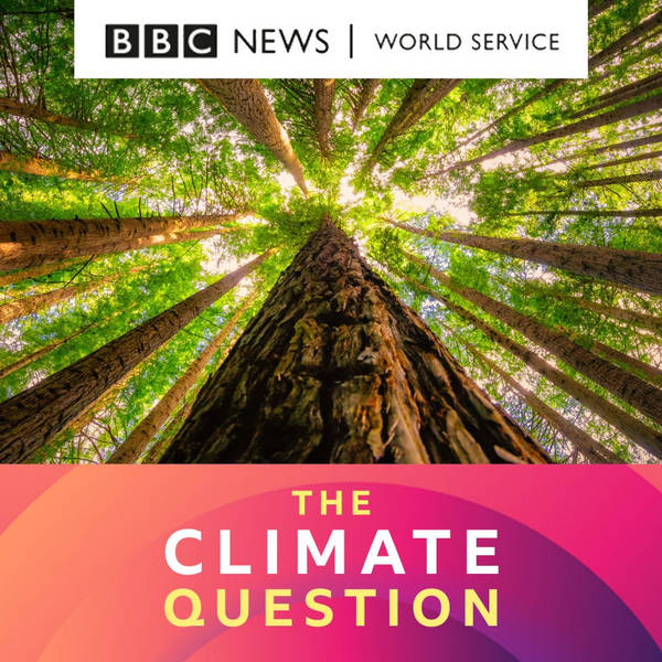 Your questions answered: The value of trees, "black" oxygen, AI's carbon footprint