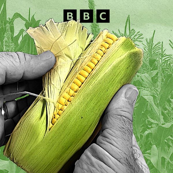 What is 'super sweet' corn?