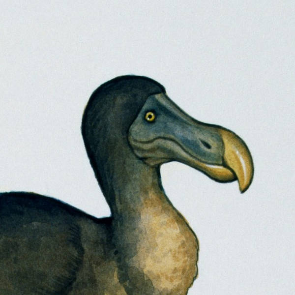 Not as dead as a dodo?