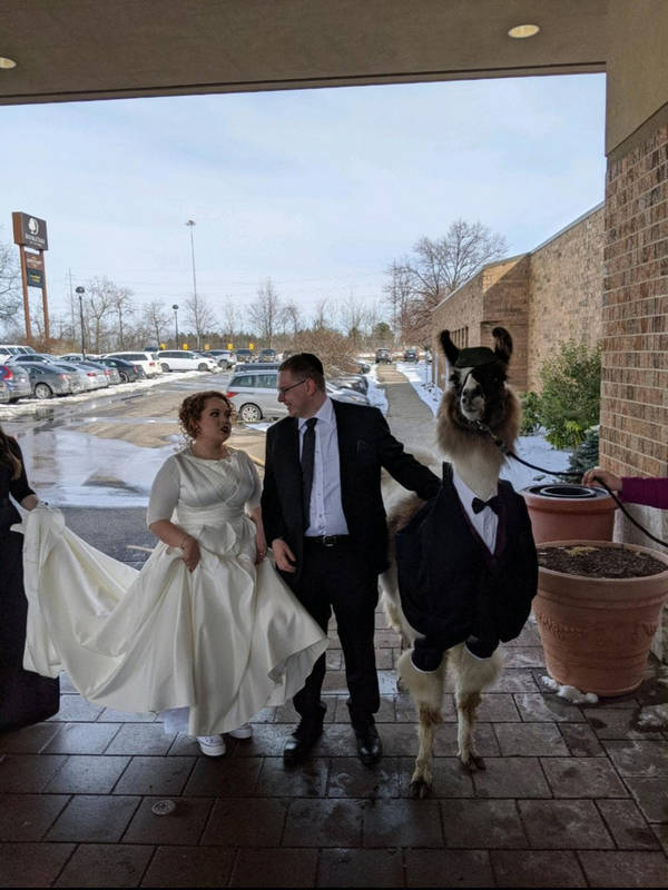 Snacktime: Llama At A Wedding