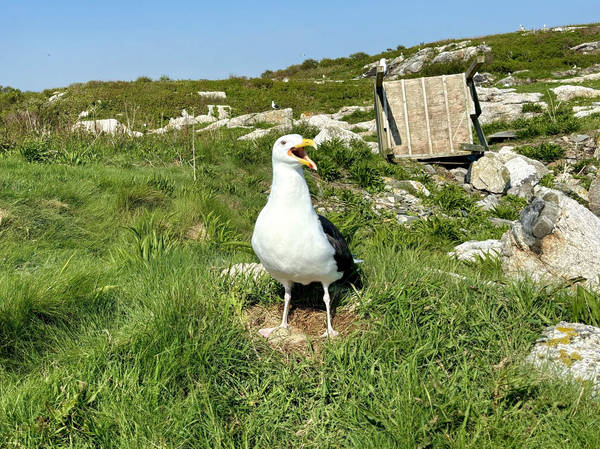 The Internet's Most Hated Bird