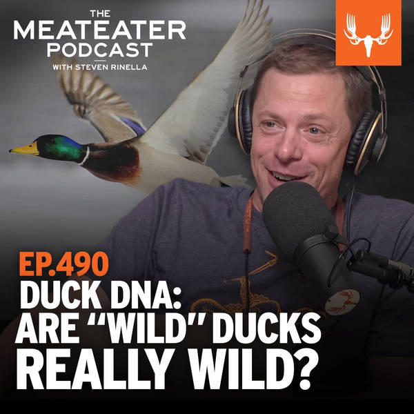 Ep. 490: Duck DNA: Are “Wild” Ducks Really Wild?