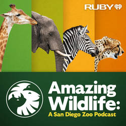 Amazing Wildlife: A San Diego Zoo Podcast image