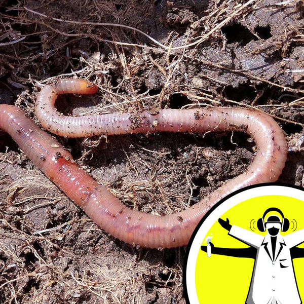 QnA: Earthworms and wormholes!