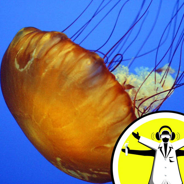 QnA - Should you wee on a jellyfish sting?
