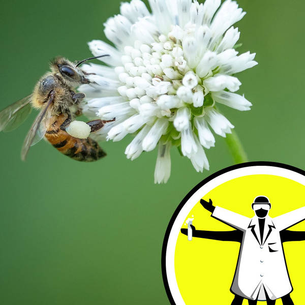 Bivalent Covid Boosters and Unbalanced Bees