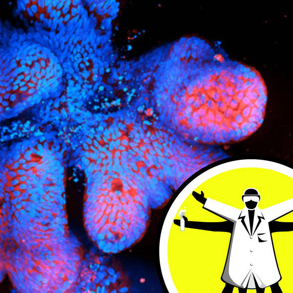 Lab-grown Crohn's mini-guts, and is the Universe a doughnut?