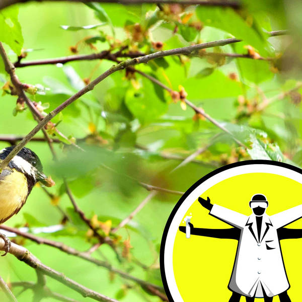 The Science of Songbirds