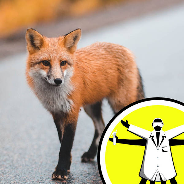Q&A: Foxes, Physics, and Fluffy Insects