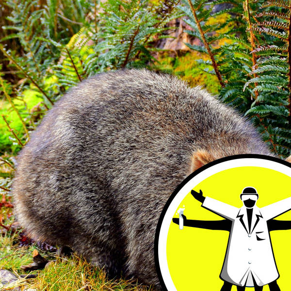 Hidden clues and wombat poos: best of 2021