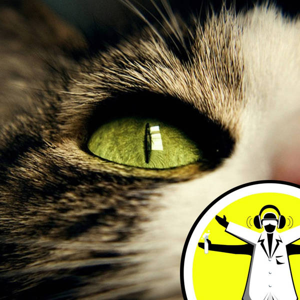 Why do Cats Have Vertical Pupils?