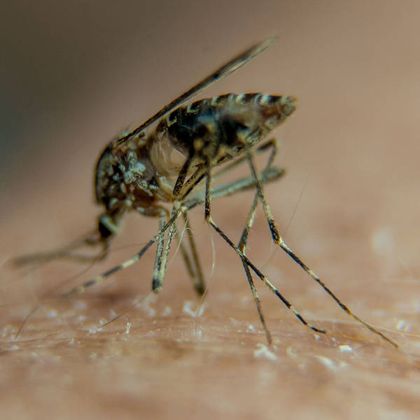 Research opens way to ending malaria