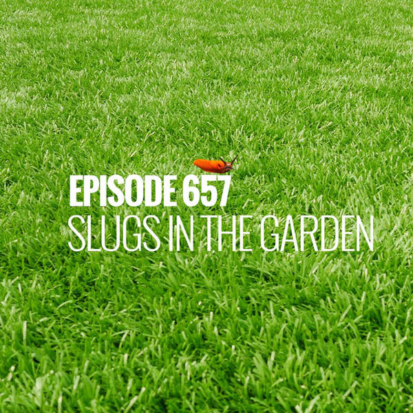 Episode 657 - Slugs in the garden