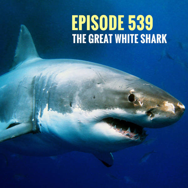 Episode 539 - The Great White Shark