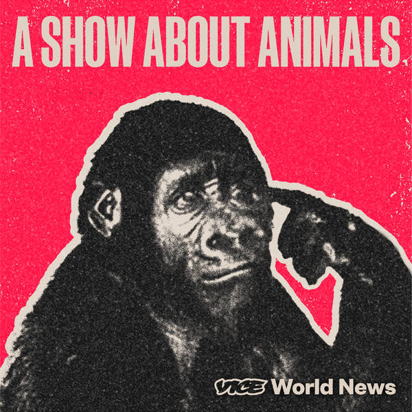 Introducing: A Show About Animals