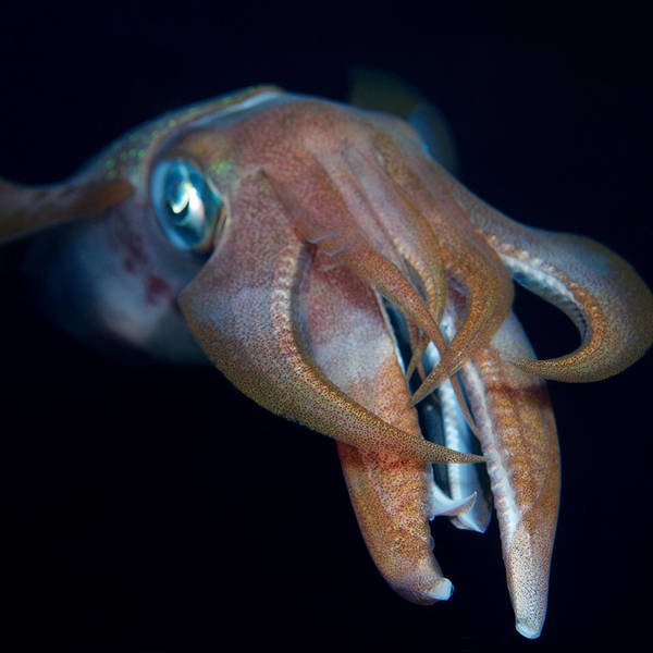 Squid catch: the search to replace vanishing fish