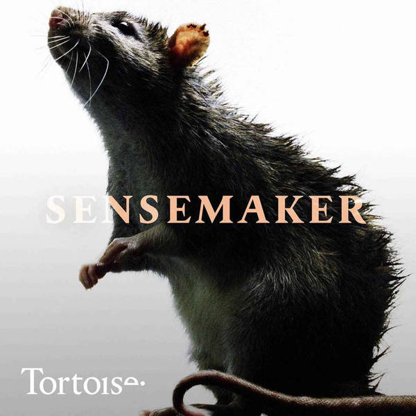 Sensemaker: New York’s war on rats