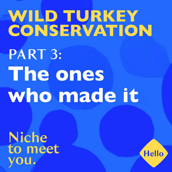 Wild Turkey Conservation | 3: The ones who made it