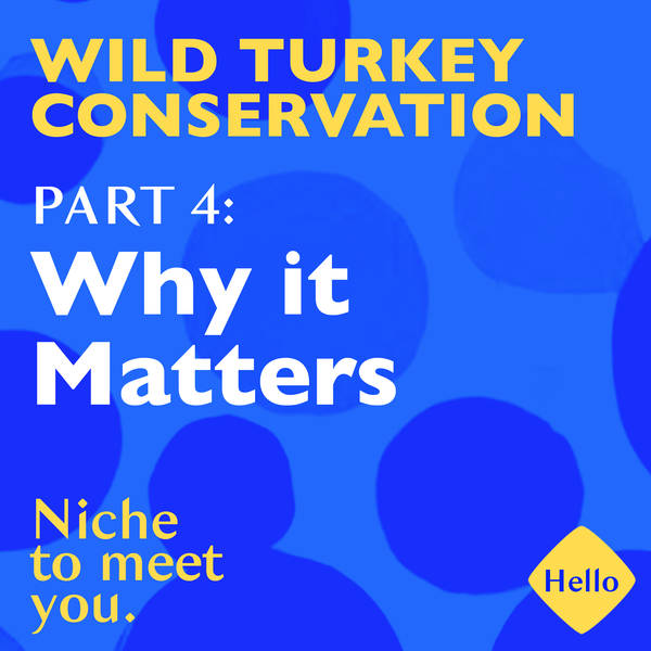 Wild Turkey Conservation | 4: Why it matters