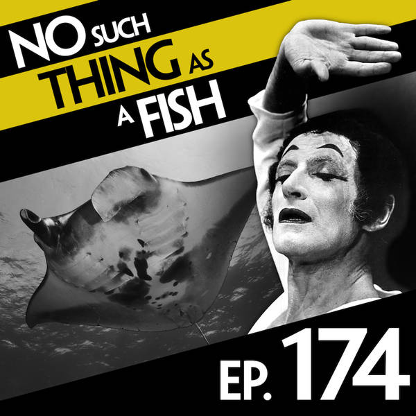 No Such Thing As A Manta Ray