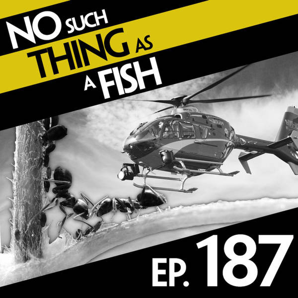 187: No Such Thing As An Ant On Its Gap Year