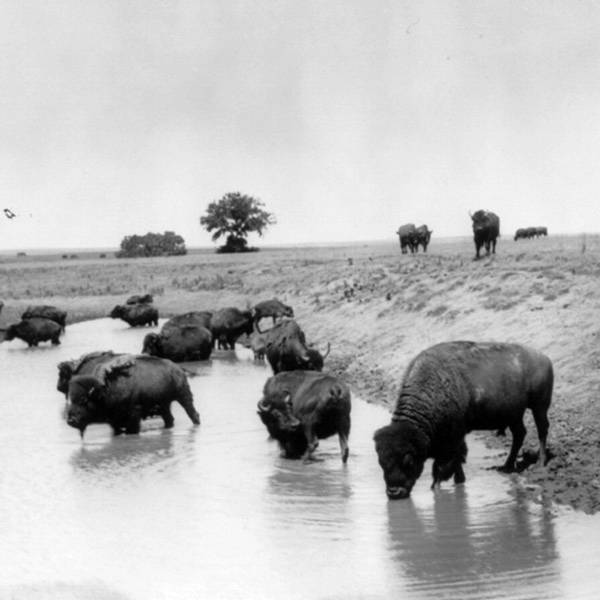 296: Darkness Over the Plain: The Bison in American History