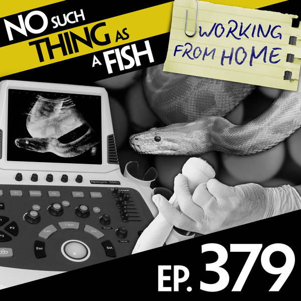 379: No Such Thing As A Ping Pong Ballbag