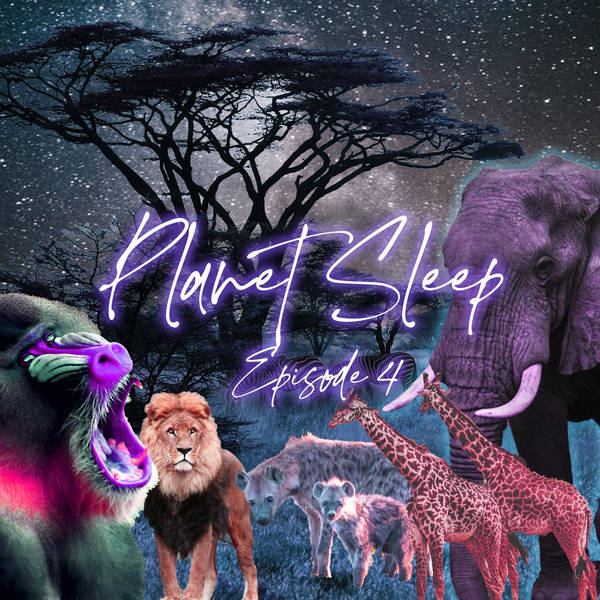 5: Sundown In The African Savanna