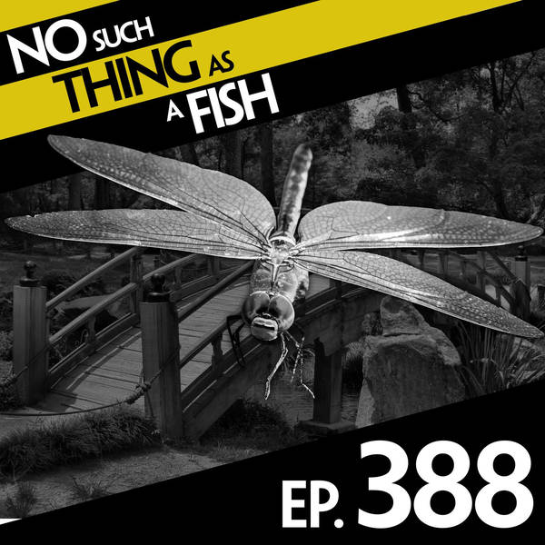 No Such Thing As A Danquito