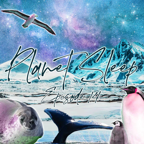 15: An Icy Chill Expedition In Antarctica