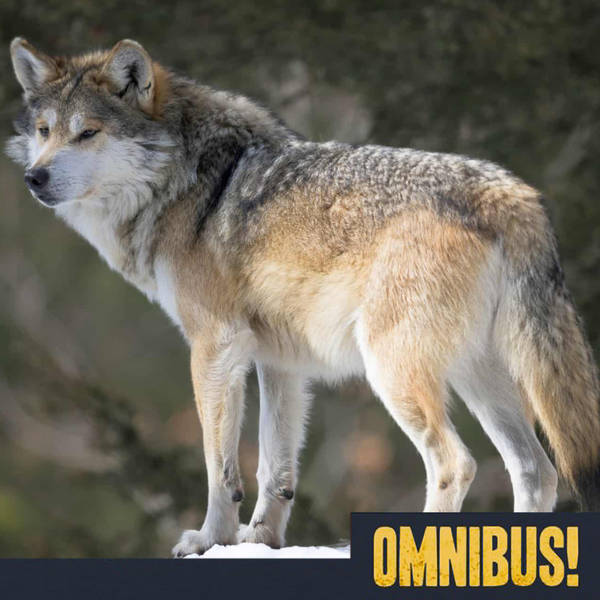 Episode 524: Custer the Wolf (Entry 308.JN1012)