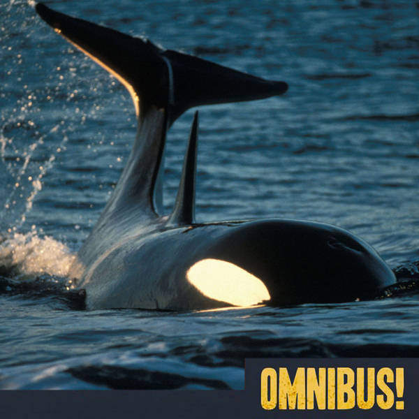 Episode 425: The Law of the Tongue (Entry 705.JB0712)