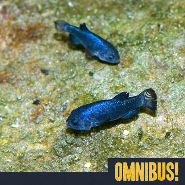Episode 538: The Devils Hole Pupfish (Entry 342.PS10529)