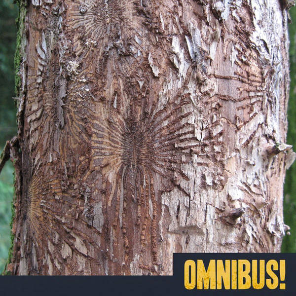 Episode 280: Dutch Elm Disease (Entry 388.JL0112)