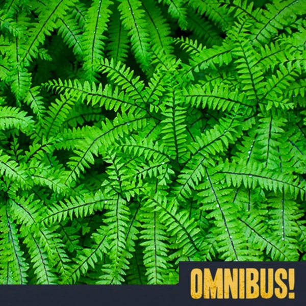 Episode 206: Fern Fever (Entry 462.JB0816)