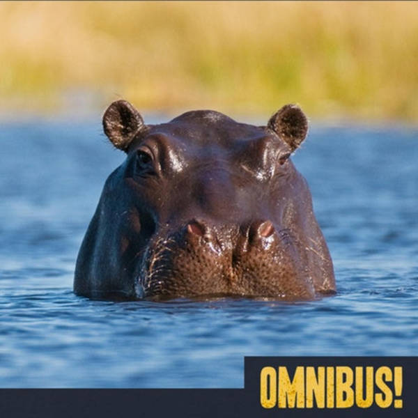 Episode 143: Cocaine Hippos (Entry 238.JB4021)