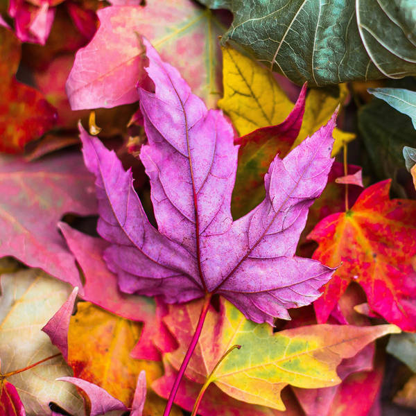 522: Leafing Through The 2024 Fall TV Preview