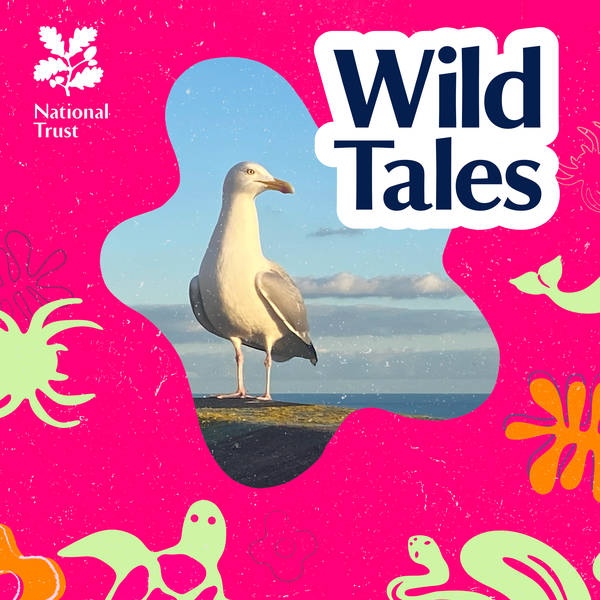 Gangster Gulls | Uncovering the Truth About Seagulls