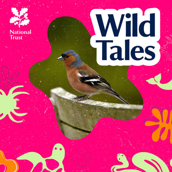 Bird Accents | Saving Urban Birdsong